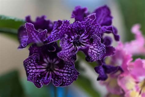 Streptocarpus Plant Care And Tips | Plantly