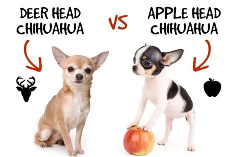 Apple Head Chihuahua Vs Deer Head: What's The Difference?