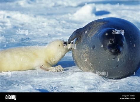 HARP SEAL PUP AND MOTHER, NURSING, PRINCE EDWARD IS., CANADA Stock Photo - Alamy