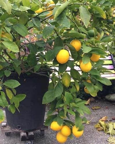 10+ Dwarf Lemon Tree Varieties – World of Garden Plants