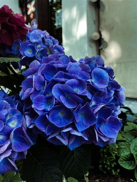 Blue Blooming Hortensia · Free Stock Photo