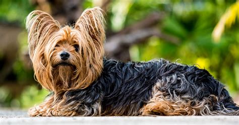 Yorkshire Terrier Dog Breed Information, Images, Characteristics, Health