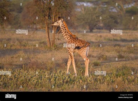 Baby Masai Giraffe, Serengeti, Tanzania Stock Photo - Alamy