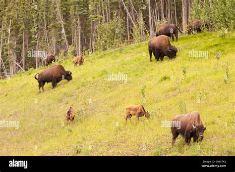 Wood buffalo Bison bison athabascae herd grazing Stock Photo - Alamy