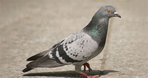 Pigeon Bird Control | Competitive Pest Control