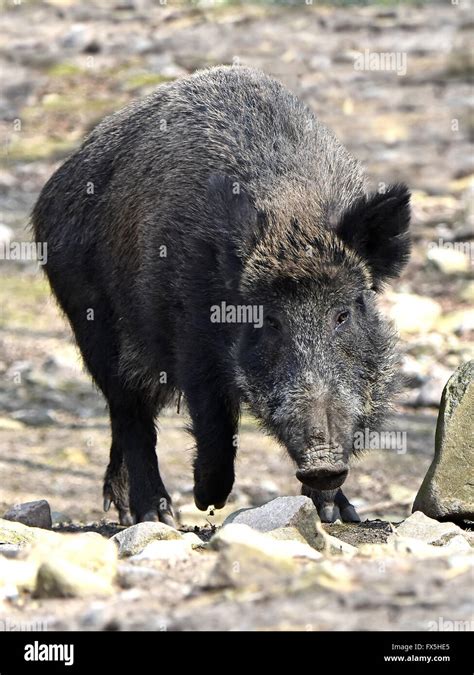 Female Wild boar walking around in its habitat Stock Photo - Alamy