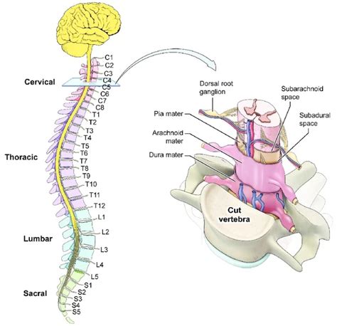 Prolapsed Intervertebral Disc - Causes, Symptoms, Treatment - Rxharun