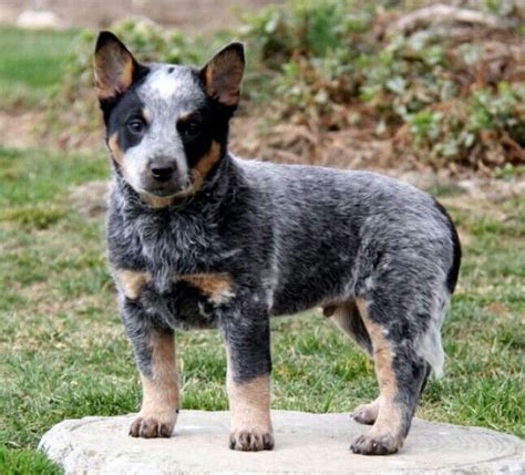 Blue Heeler | Blue heeler puppies, Heeler puppies, Blue heeler dogs