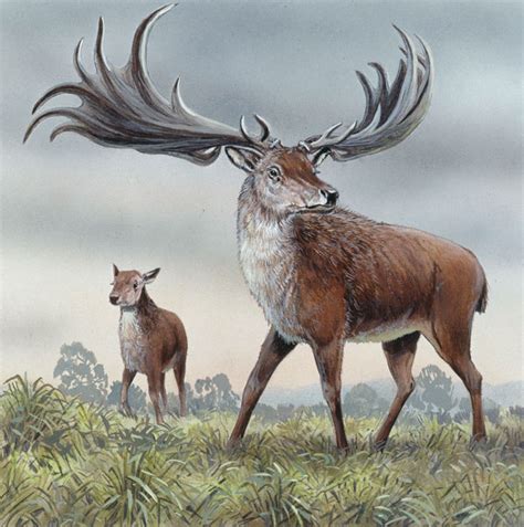 Irish Elk Facts, Habitat, Pictures, Behavior, Antlers and Range