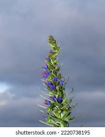 2,558 The Pride Of Madeira Images, Stock Photos & Vectors | Shutterstock