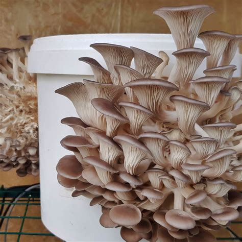 10 Best Mushrooms to Grow at Home - Milkwood