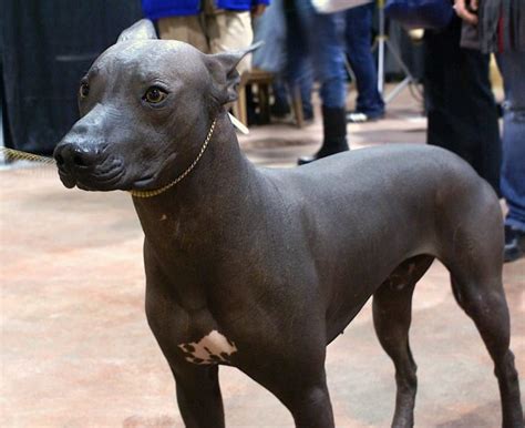 12 Amazing Hairless Animals That We Keep as Pets - PetHelpful