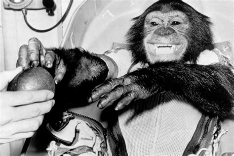 Photos offer rare glimpse into the lives of the monkeys NASA sent to space