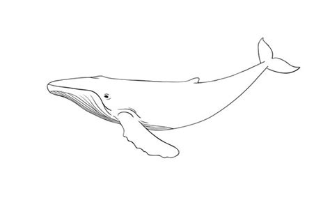 Whale Clipart Outline Leaf