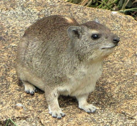 Rock Hyrax - A-Z Animals