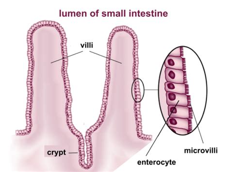 Difference Between Cilia Stereocilia and Microvilli | Compare the ...