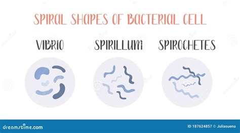 Spirillum. Bacteria Classification. Spiral Shapes Of Bacteria. Morphology. Microbiology. Vector ...