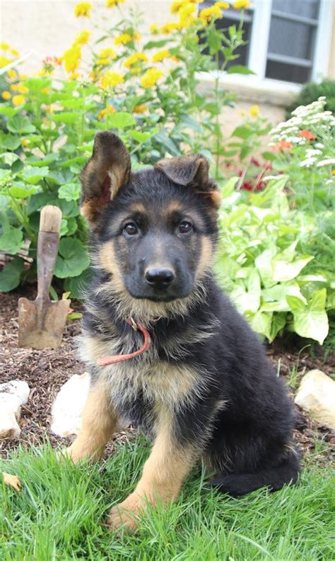 German Shepherd Studs in VA | Lancaster Puppies