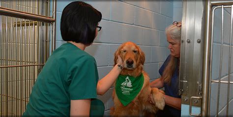 Pet Boarding in NW Seattle - Greentree Animal Hospital