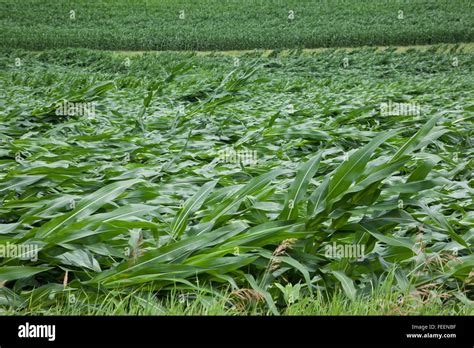 Crop damage. Corn fields showing extensive wind damage. Eastern Iowa ...