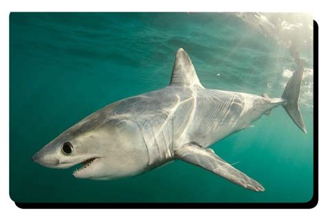 Porbeagle Shark Facts - Strong and Fast | All Five Oceans