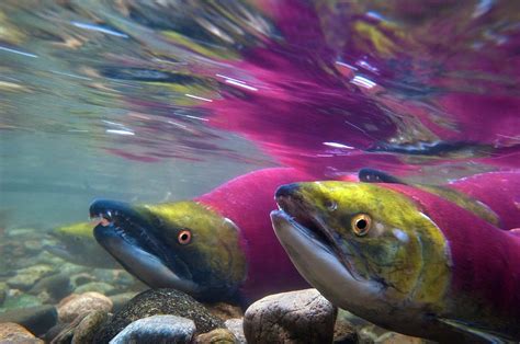 Sockeye Salmon Spawning Photograph by David Nunuk/science Photo Library