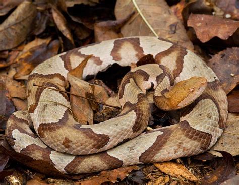 Woman Attacked By a Venomous Copperhead Snake At LongHorn Steakhouse | Health.com