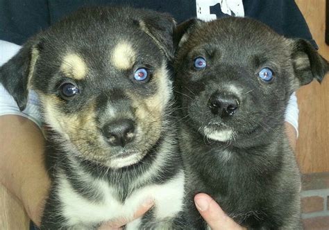 Rottweiler husky mix puppies the mostly black one is ours Mya | Husky ...