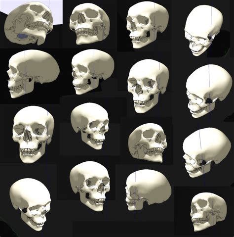 Skull Angles for Anatomy Art