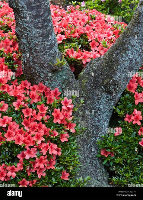 Evergreen azalea (tsutsuji, or Japanese Azalea) in full bloom around the trunk of an old plum ...