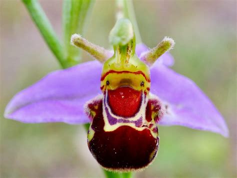 orchid bee - Tree Guide UK