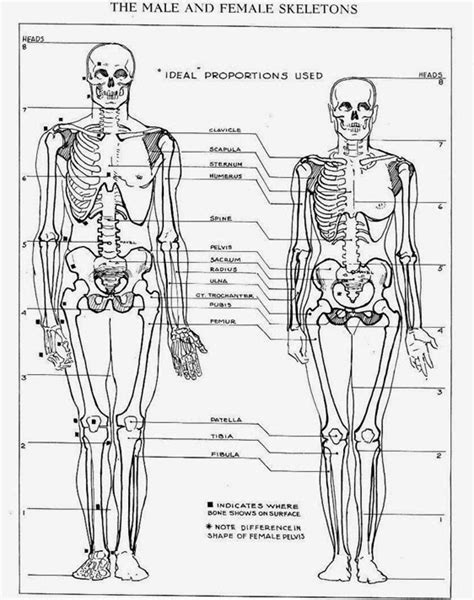 Difference Between Male and Female Skeleton