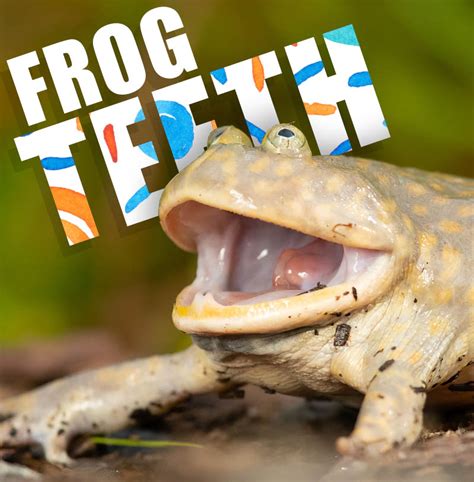 Frog Teeth: Everything You Need To Know - Mr. Amphibian