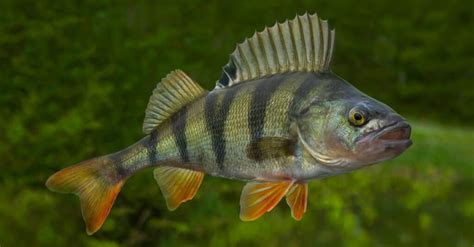 What Do Perch Eat? Maggots, Minnows, and More - A-Z Animals