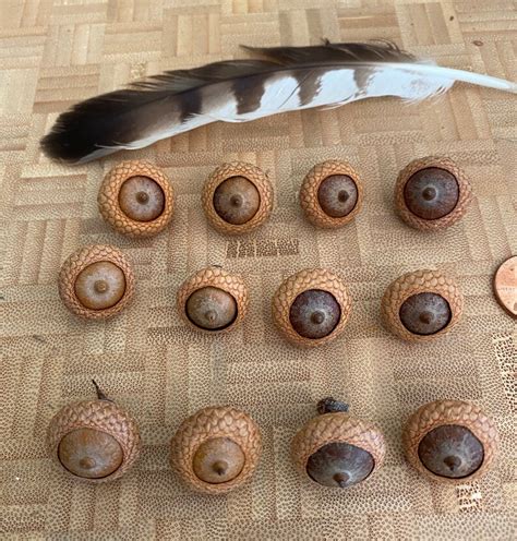 ACORNS Pin Oak Round 25 New Natural Real Acorns from Maine Oak | Etsy