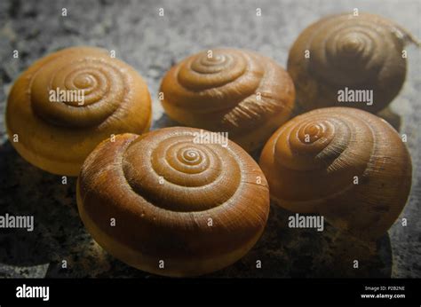 Sea snail shell green hi-res stock photography and images - Alamy