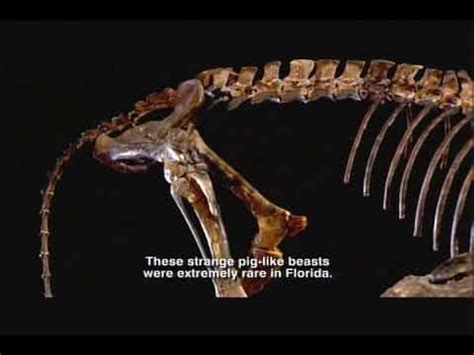 Oligocene Epoch - Florida Fossils: Evolution of Life and Land - YouTube