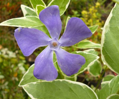 VINCA MAJOR VARIEGATA