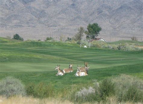 At the Toana Vista Golf Course in West Wendover, Nevada, occasionally some pronghorn can be seen ...