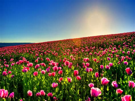 Field of Tulips Wallpaper - WallpaperSafari