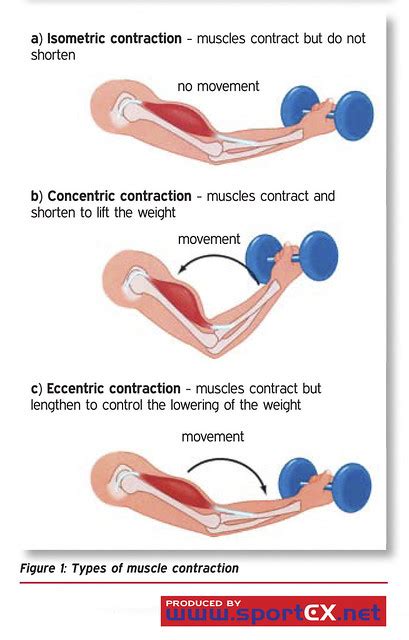 Types of muscle contraction | Flickr - Photo Sharing!