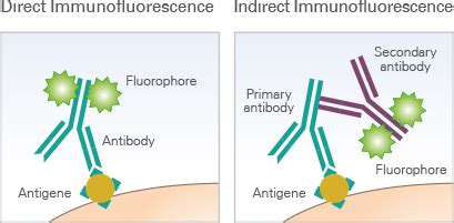 Immunofluorescence Assays | Principle | ibidi