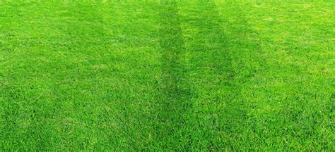 Green grass field pattern background for soccer and football sports ...