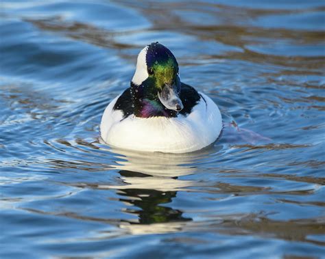 Stunning bufflehead male duck Photograph by Judit Dombovari - Fine Art America