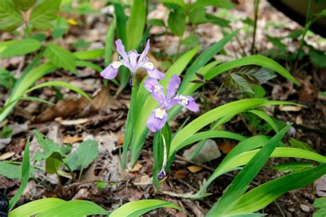 14 Best Smoky Mountain Wildflowers To Spot On Your Next Adventure - Mich Wildflowers