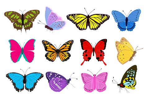 Big collection of colorful butterflies different shapes and colors ...