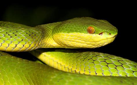 Bamboo Viper (Trimeresurus albolabris) | Bamboo Viper (Trime… | Flickr