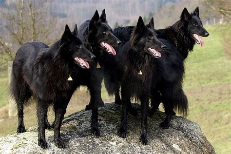 17 Best images about Herding Dogs on Pinterest | Giant schnauzer ...