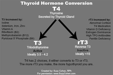 Which is Better, Synthroid or Armour Thyroid Medication | Hypothyroid Mom