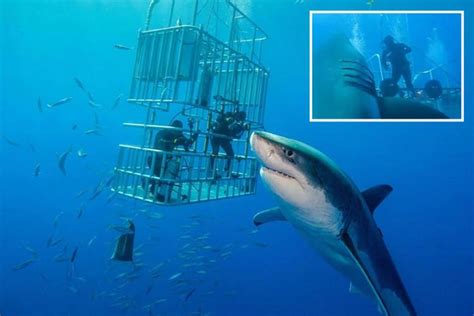 Deep Blue is the largest great white shark ever caught on camera - Nexus Newsfeed